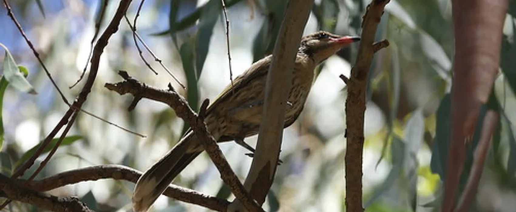 Boundary Bend - Passage Camp Campground
