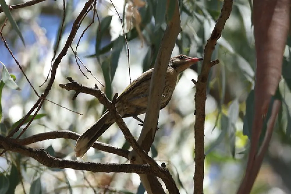 Boundary Bend - Passage Camp Campground