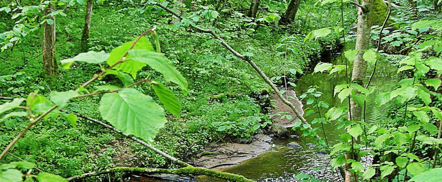 Kempings "Zvīguļi"