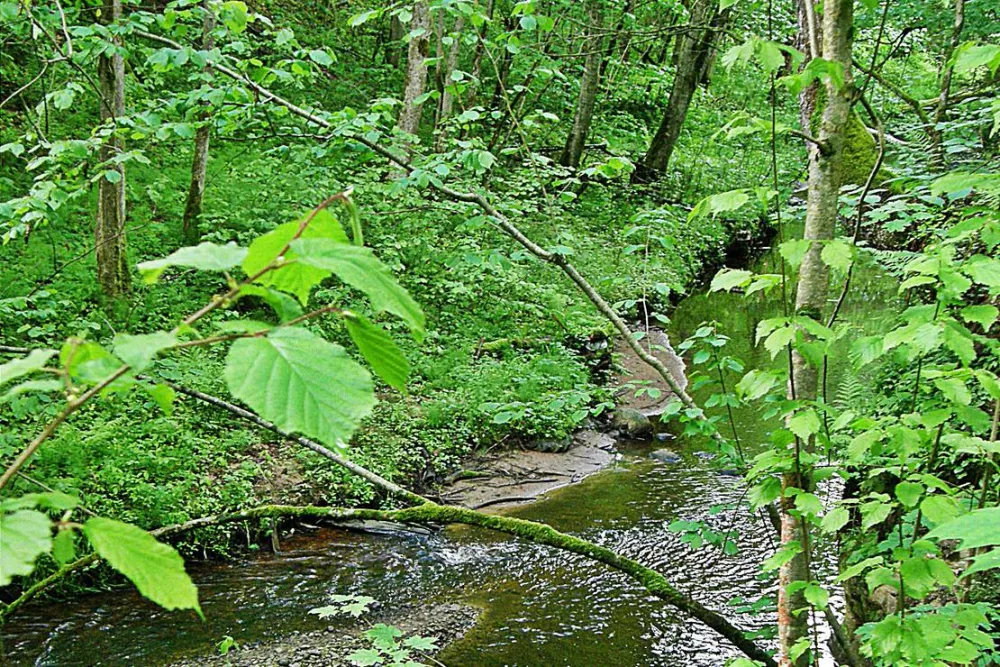 Kempings "Zvīguļi"