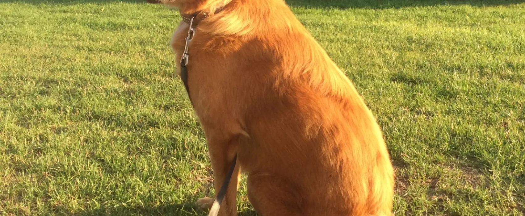 Minicamping Gravenkasteel