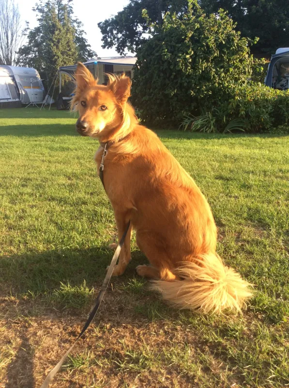 Minicamping Gravenkasteel