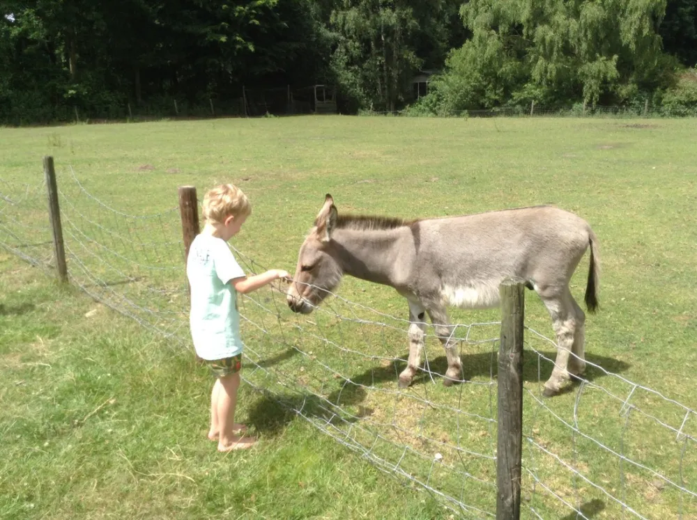 Camping en Kampeerboerderij 't Boerenerf