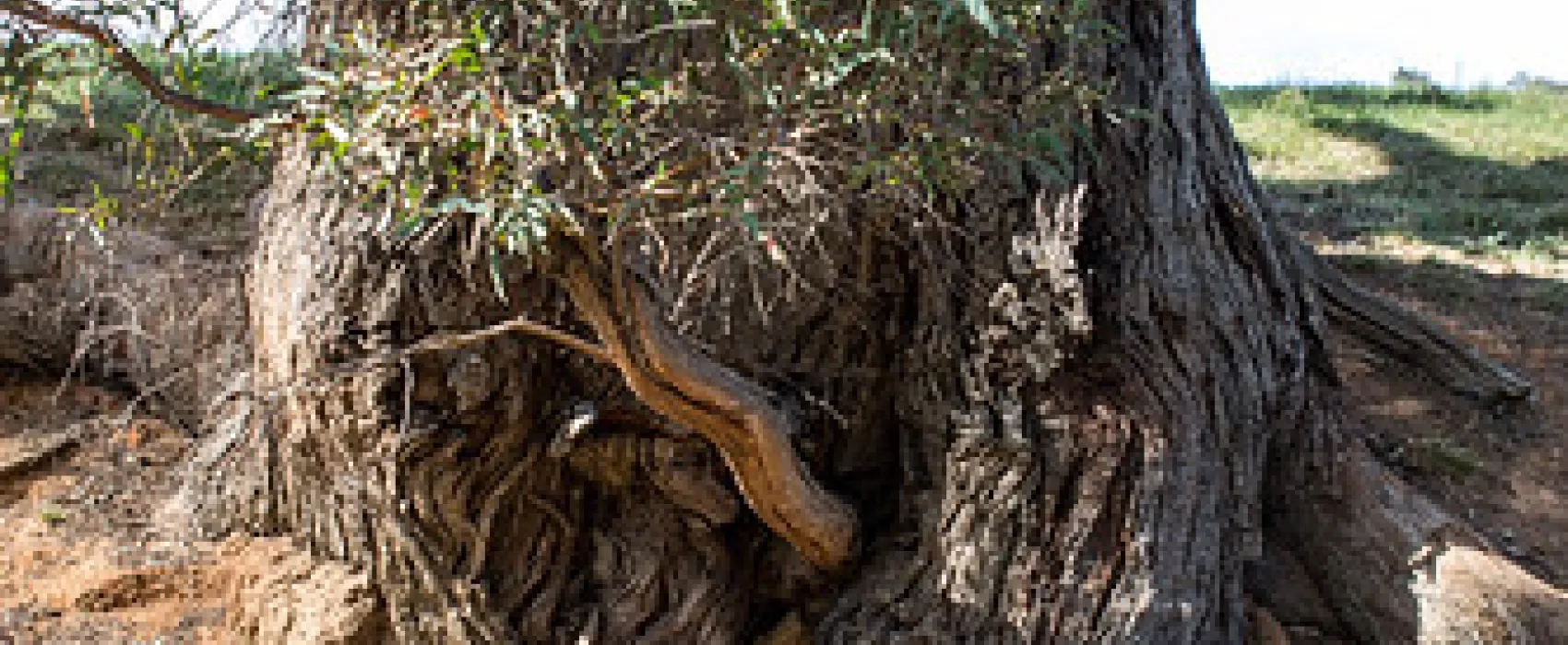 Seven Creeks Reserve Campground