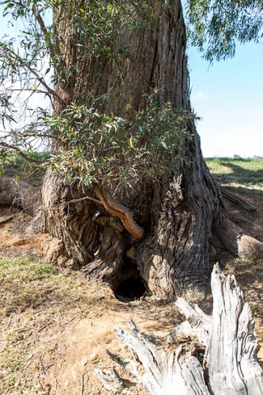 Seven Creeks Reserve Campground