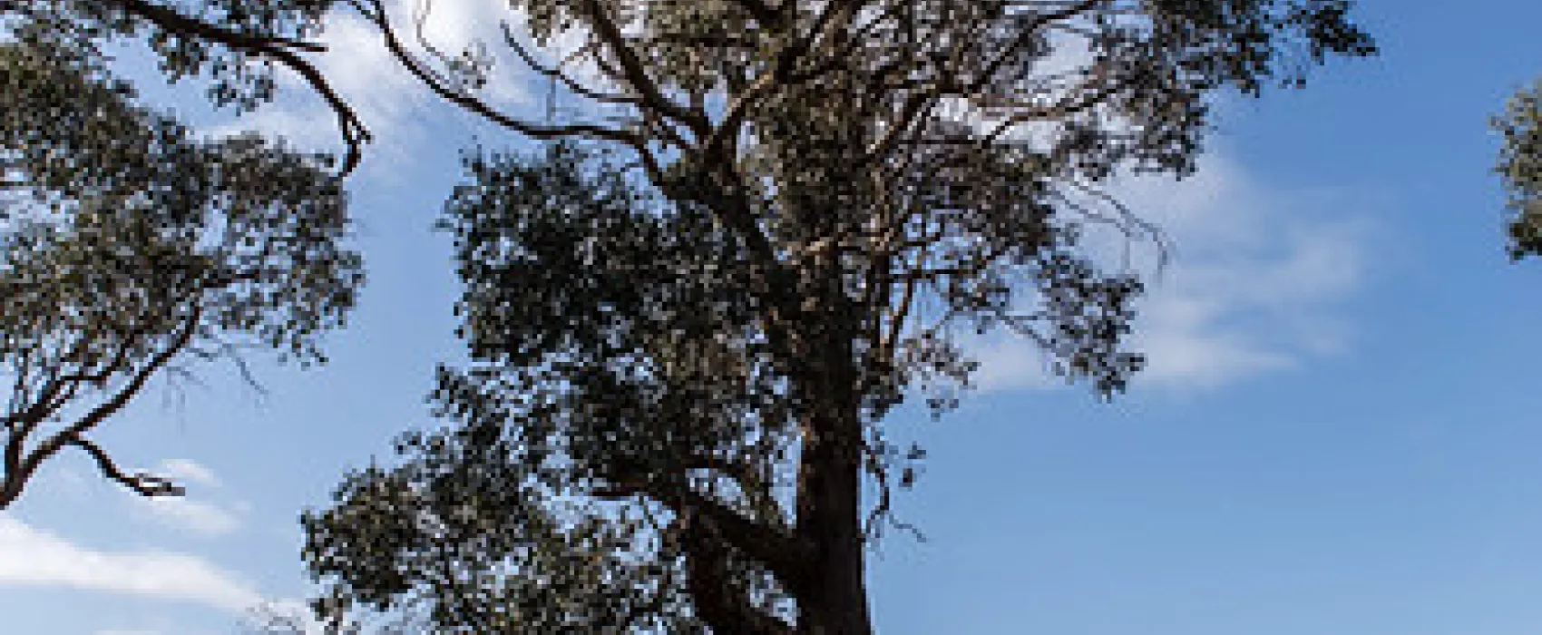 Seven Creeks Reserve Campground