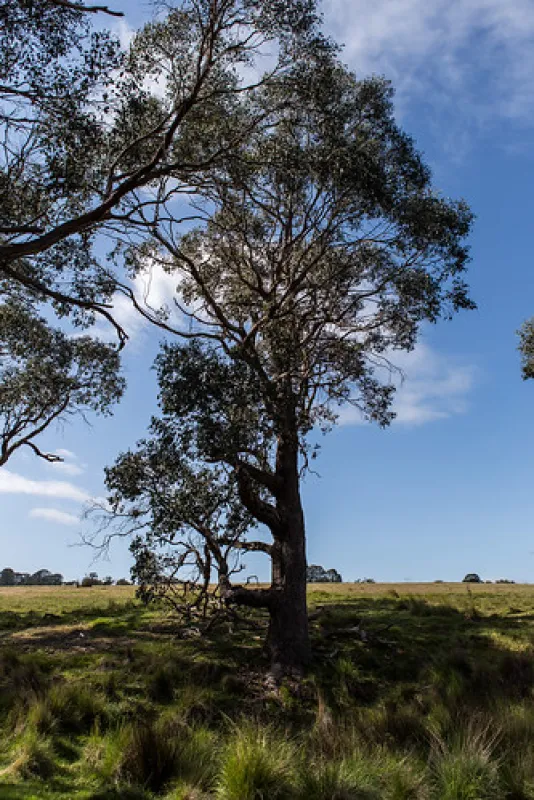 Seven Creeks Reserve Campground