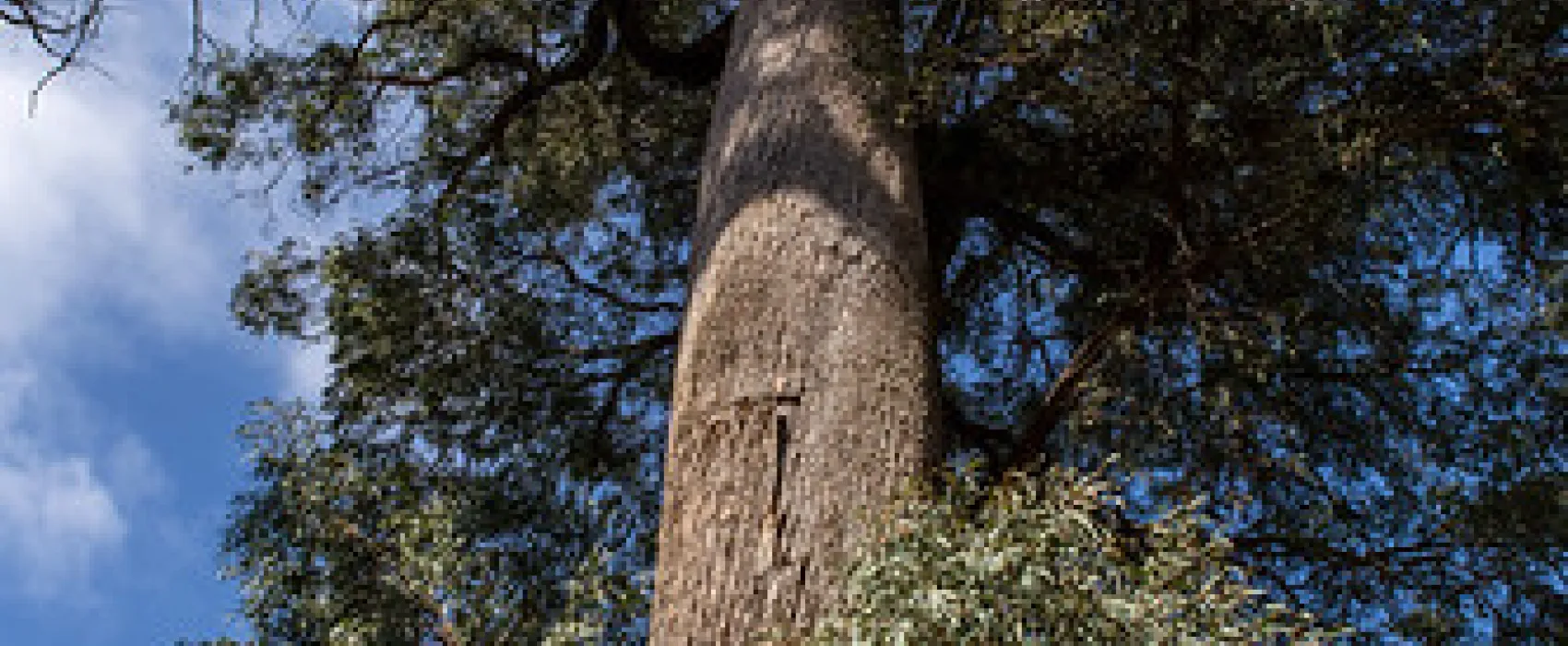 Seven Creeks Reserve Campground