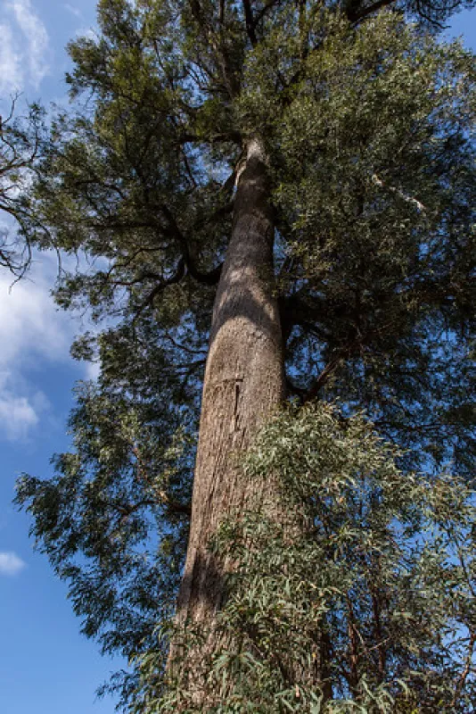 Seven Creeks Reserve Campground