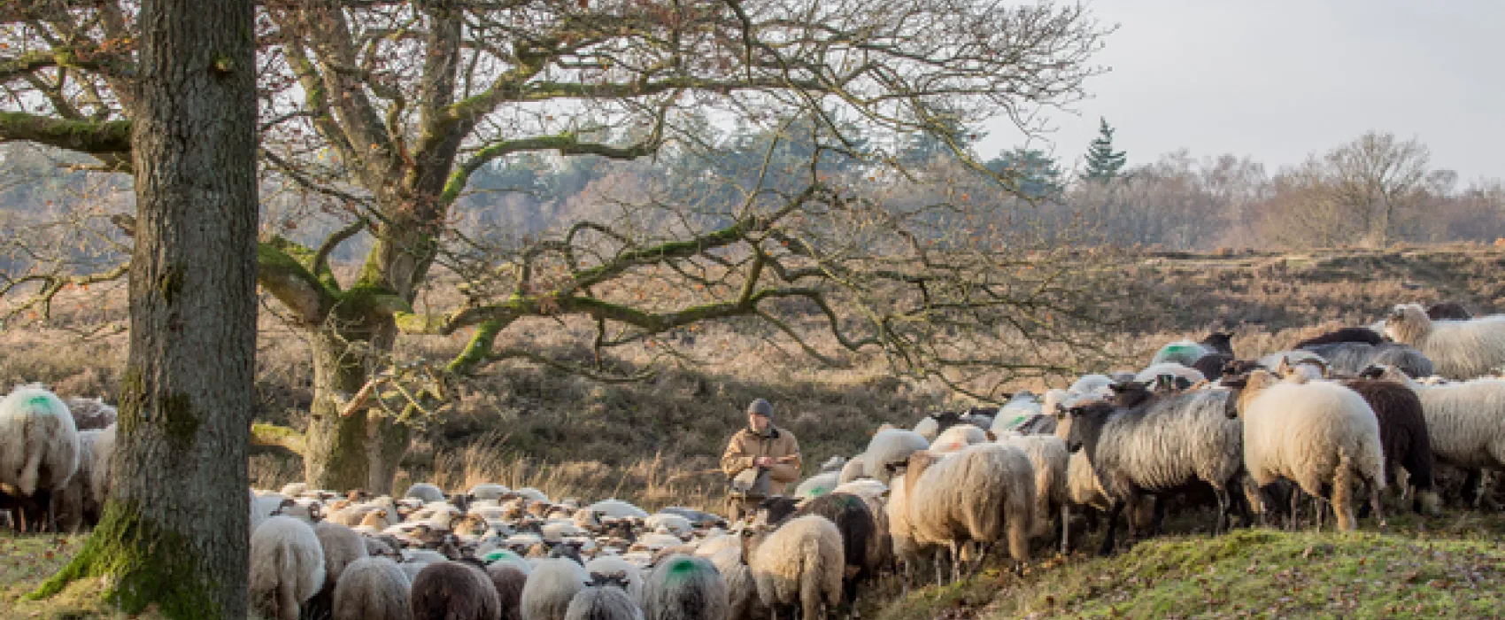 Camping de Groene Valk