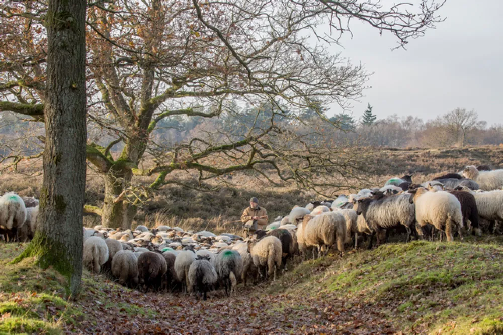 Camping de Groene Valk