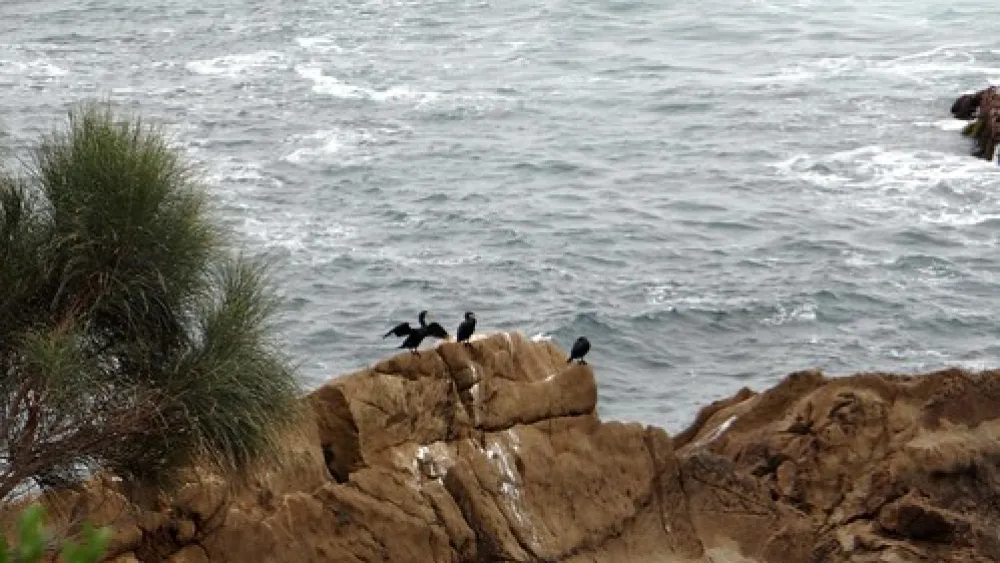 North Head (Airport) Campground