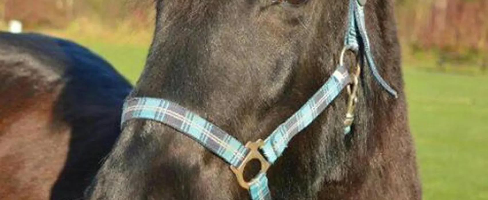 Mini camping de Paardebloem