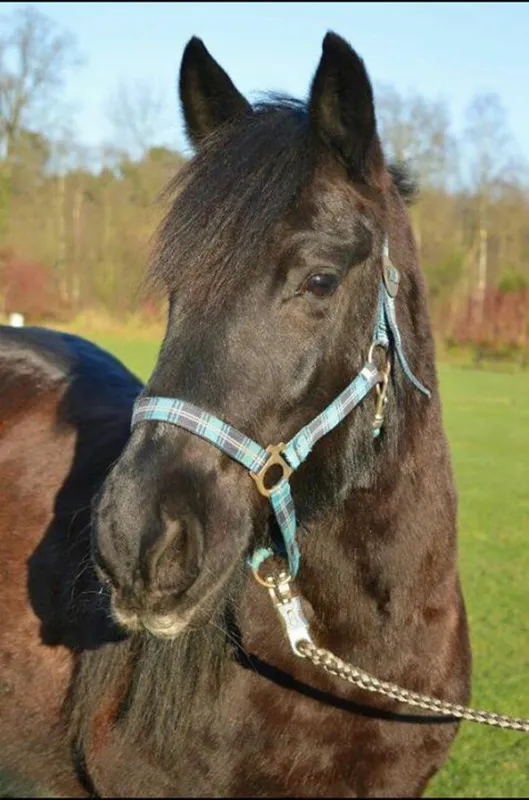 Mini camping de Paardebloem