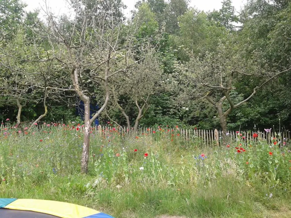 Mini camping de Paardebloem