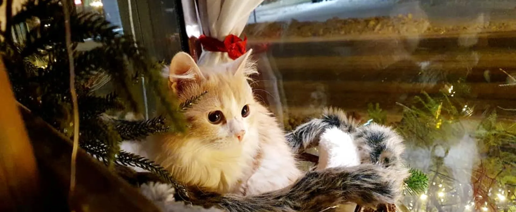 Kissakahvila-Purnauskis