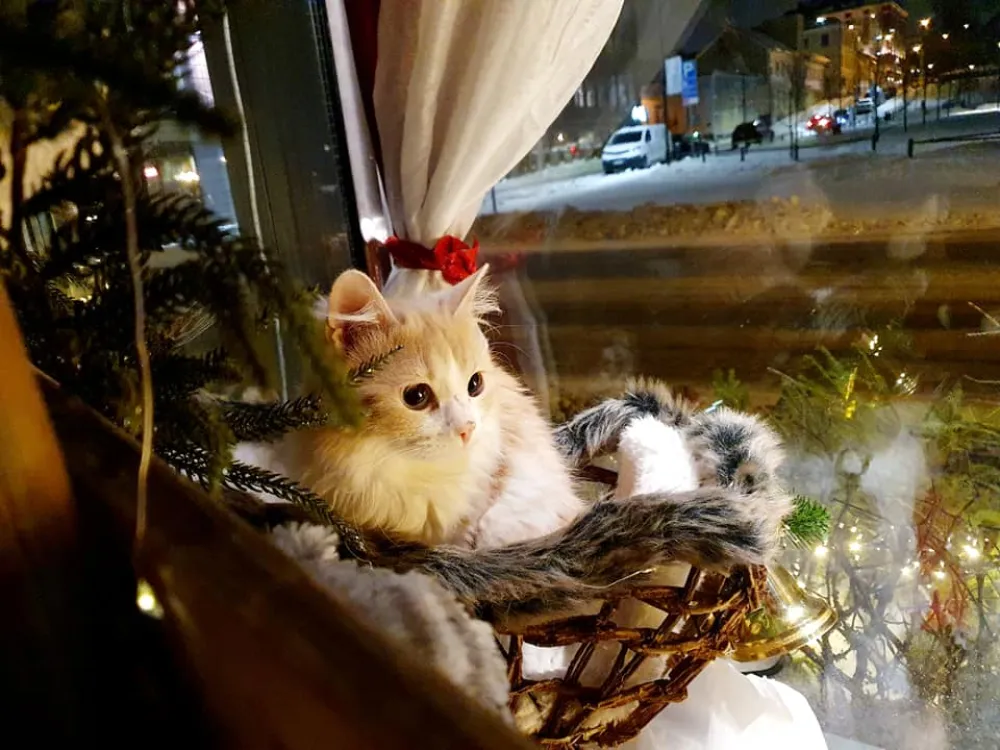 Kissakahvila-Purnauskis