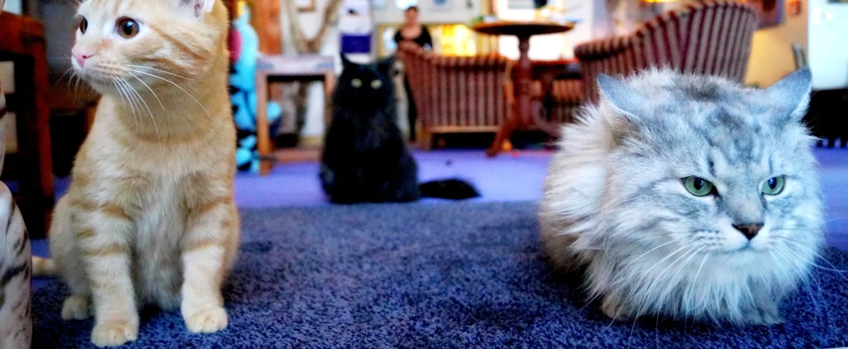 Kissakahvila-Purnauskis