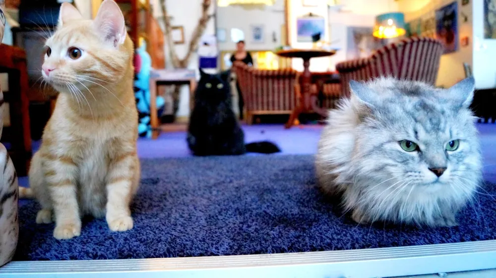 Kissakahvila-Purnauskis