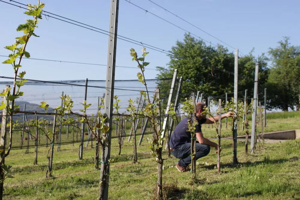 Winzerhof Camping Strablegg