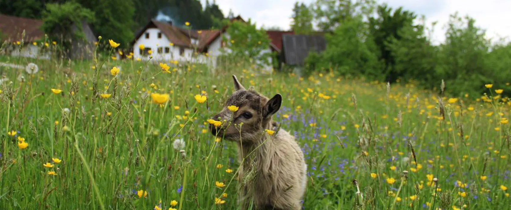 Winzerhof Camping Strablegg