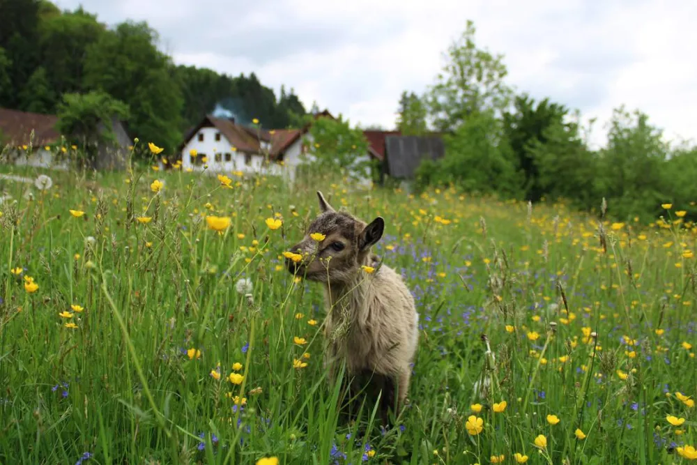 Winzerhof Camping Strablegg