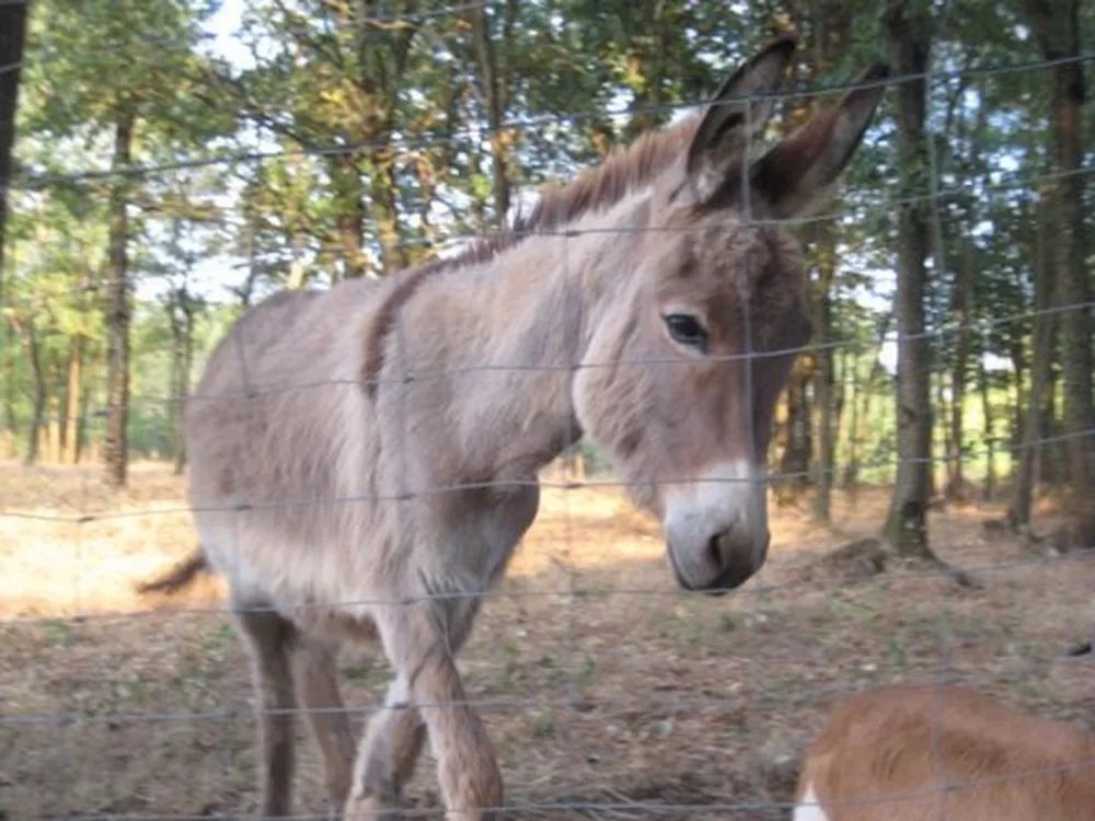 Les 3 Lacs du Soleil (Glamping)