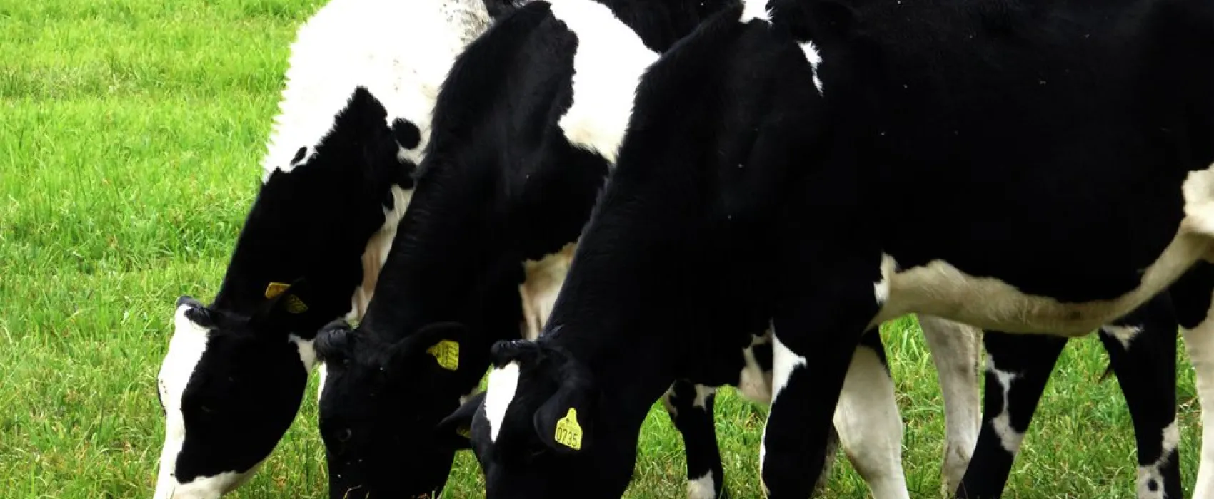 Rugstorps Lantgård Ställplats