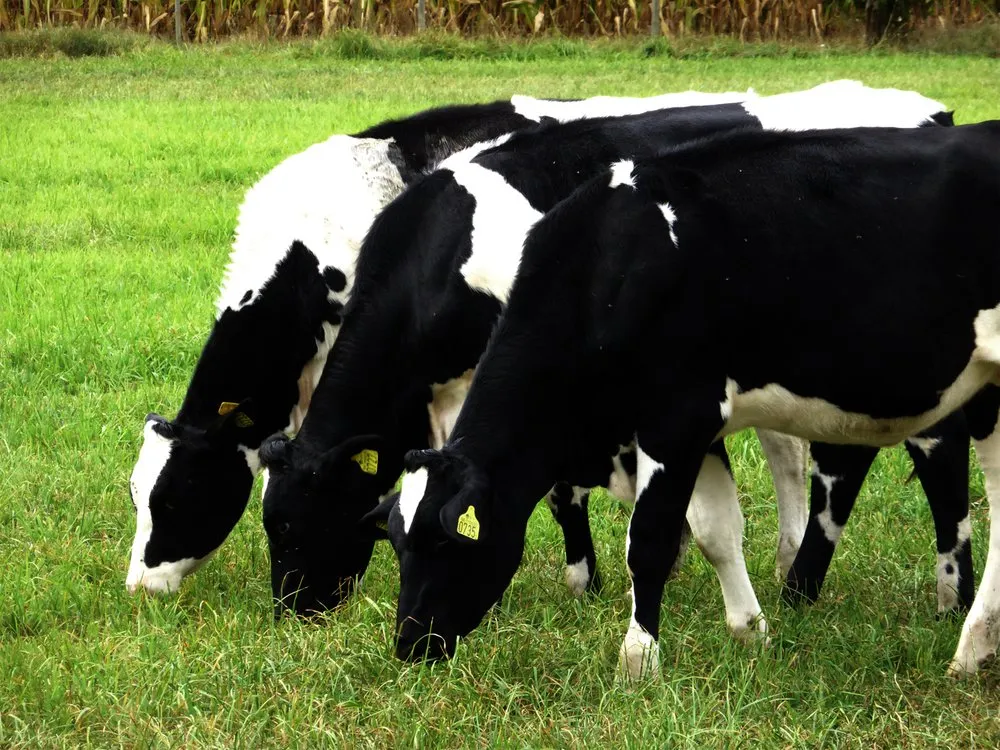 Rugstorps Lantgård Ställplats