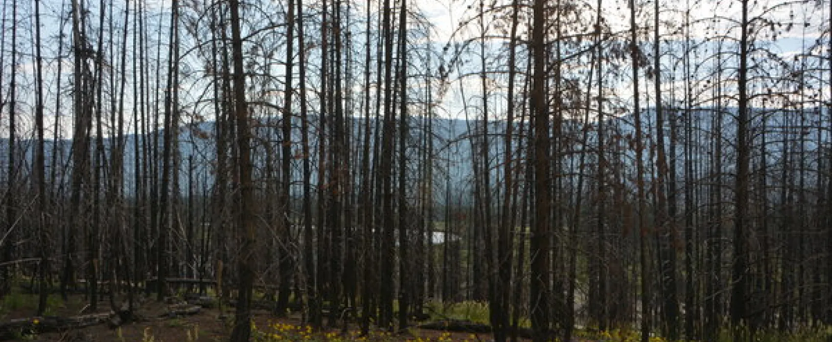 Grassy Lake Road Campsite #8