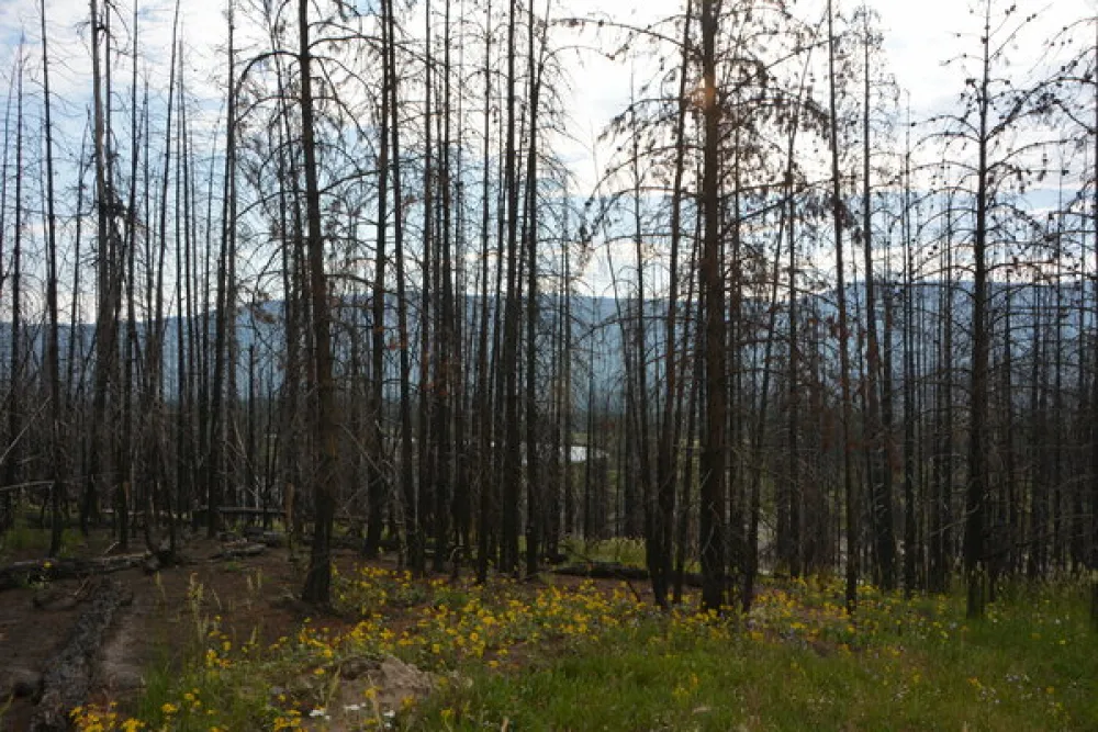 Grassy Lake Road Campsite #8