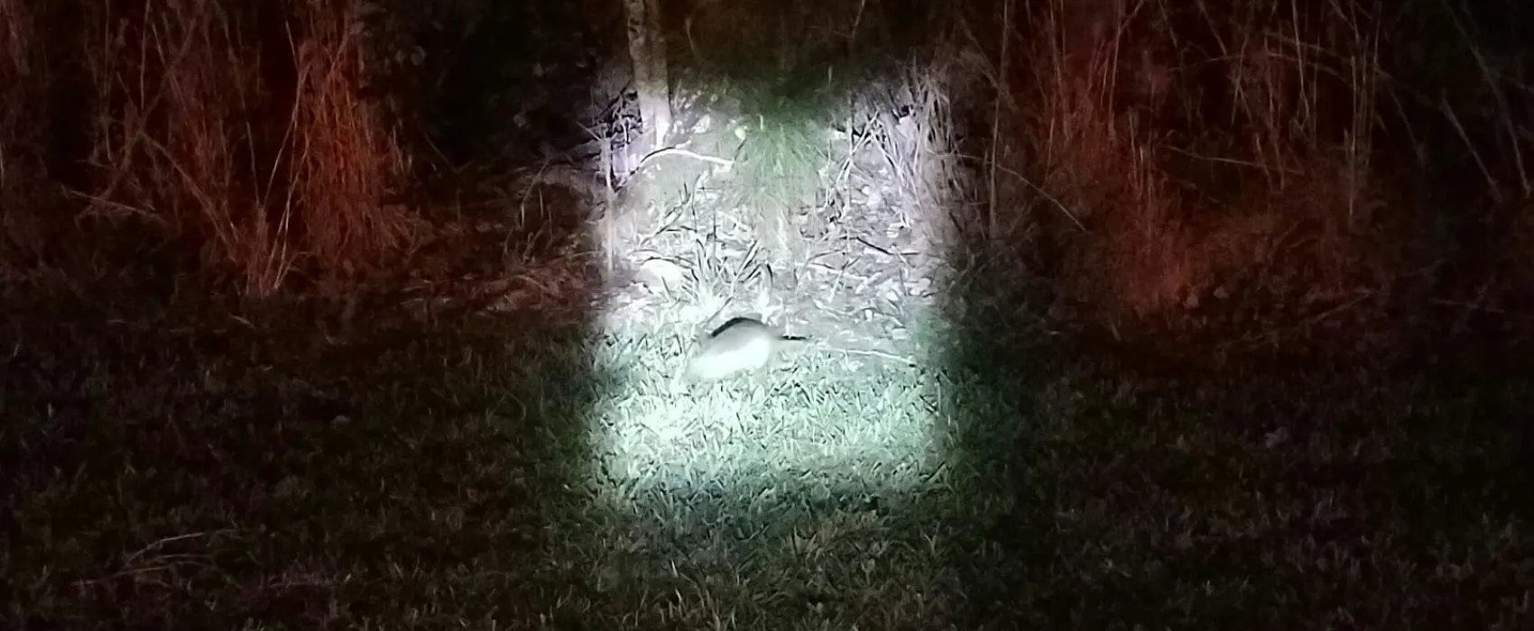 The Campsites at Disney's Fort Wilderness Resort