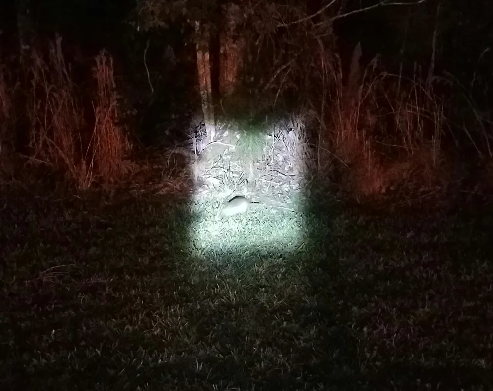 The Campsites at Disney's Fort Wilderness Resort