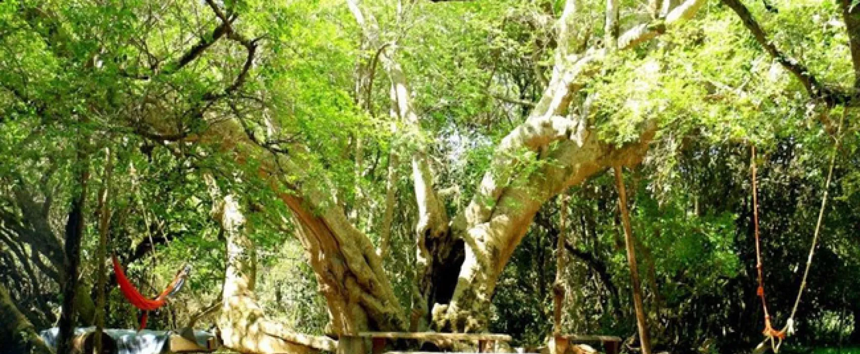 Platbos Forest Cabins