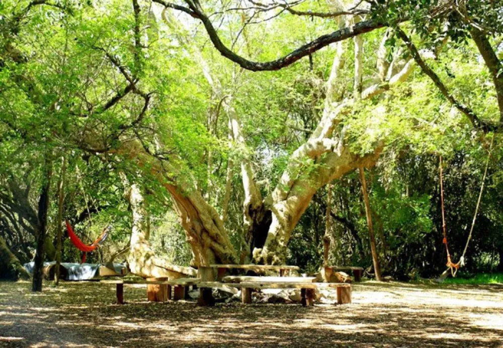 Platbos Forest Cabins