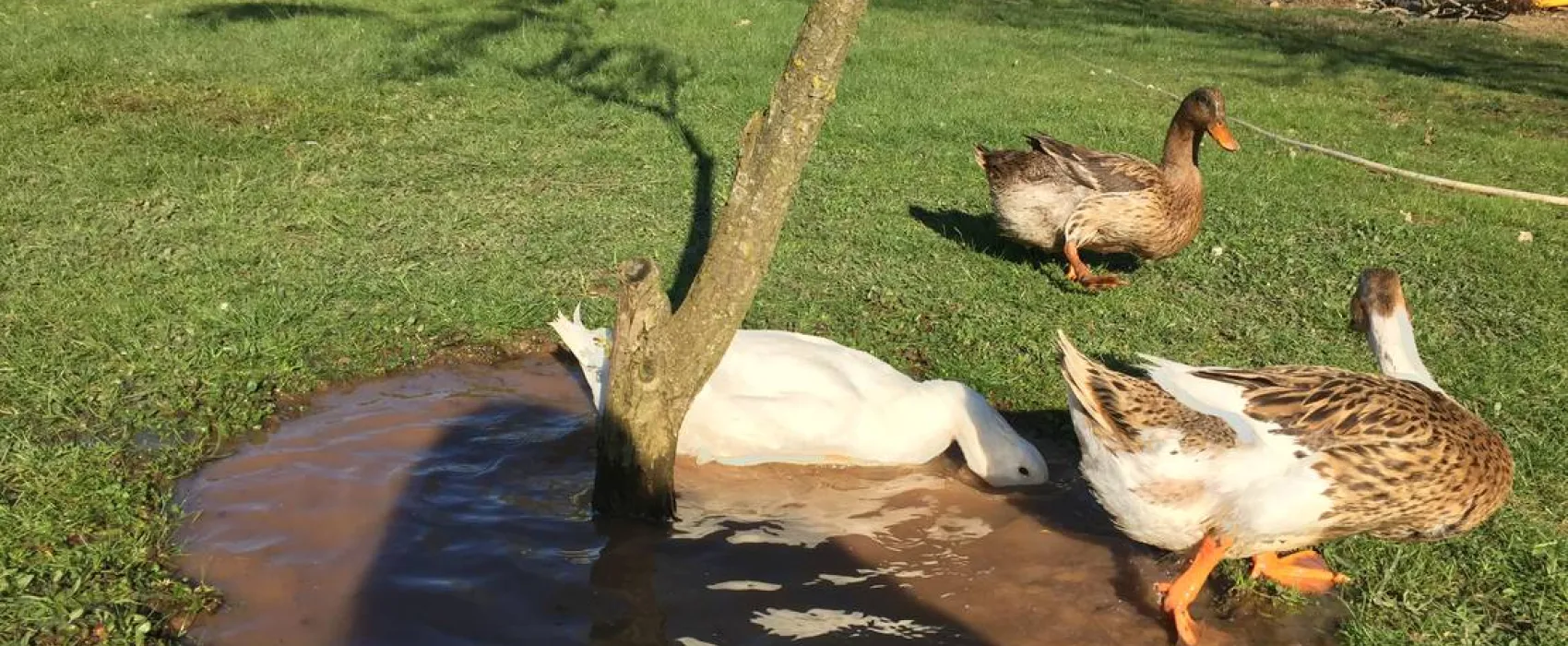 İstanbul Camper Village / İstanbul Karavan Köyü