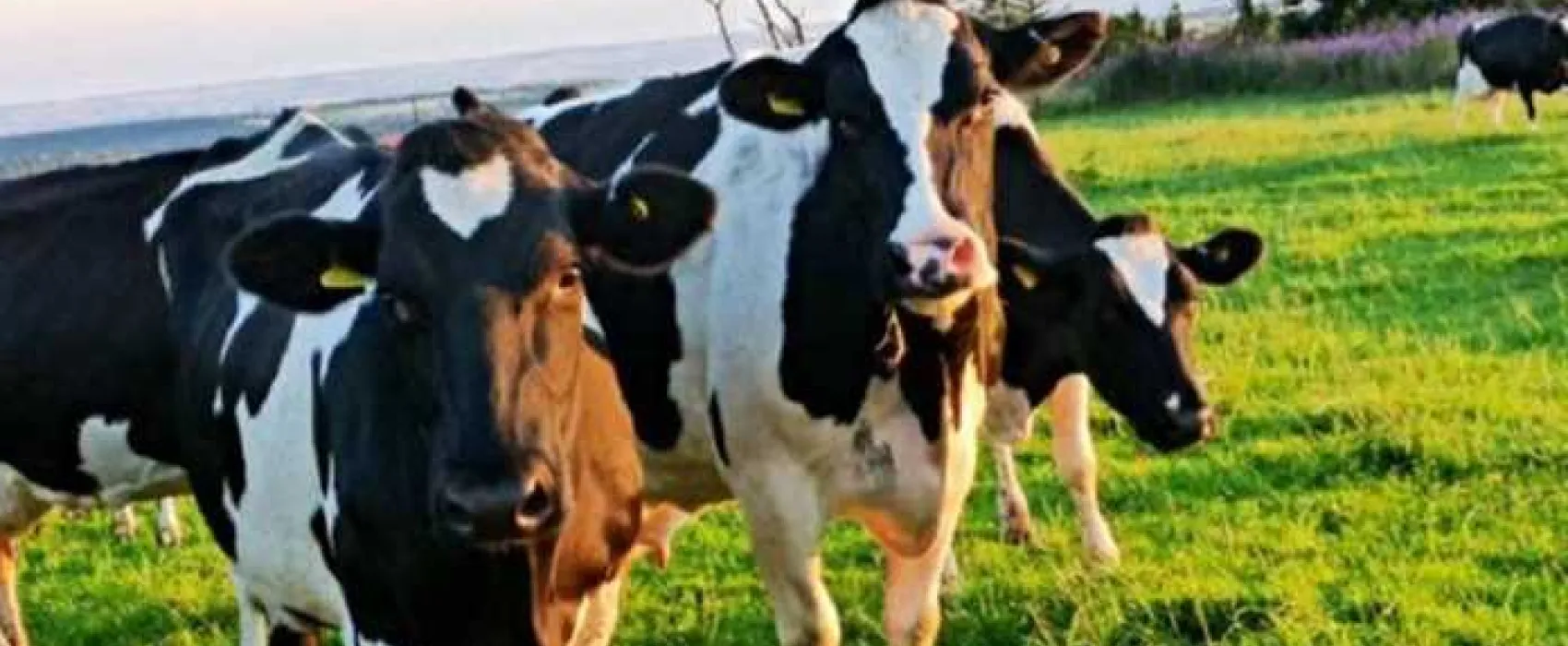 Marfit Head Farm Caravan and Campsite