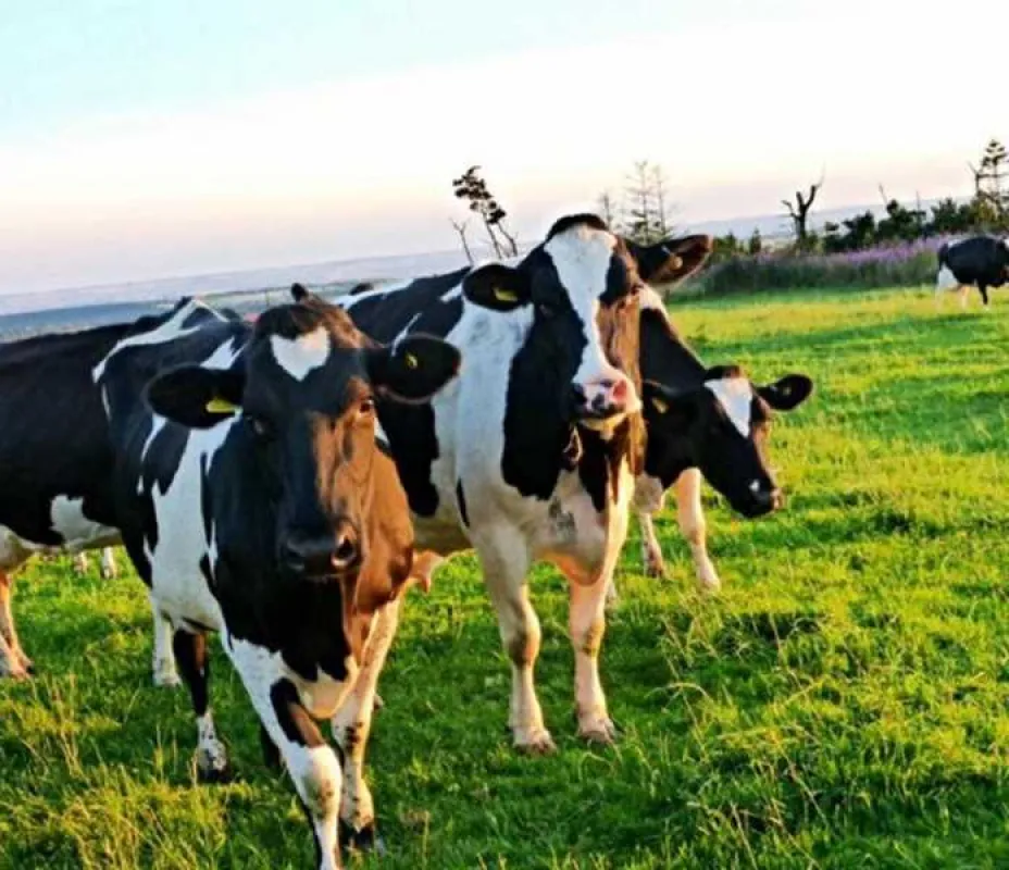 Marfit Head Farm Caravan and Campsite