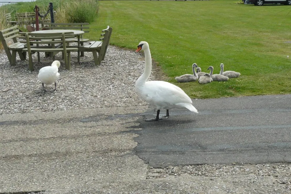 Lillebælt Camping