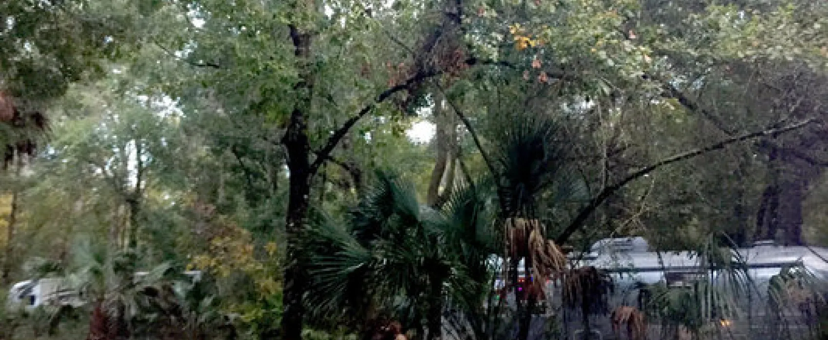 Paynes Prairie Preserve State Park