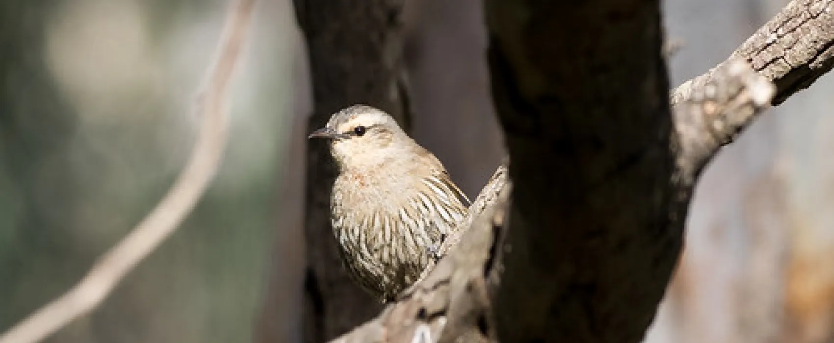 Birdcage Reserve Campground