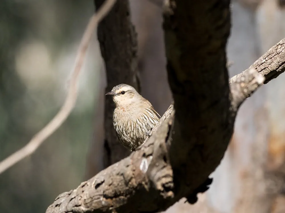 Birdcage Reserve Campground