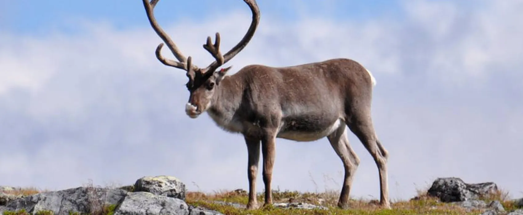Galå Fjällgård - Camping