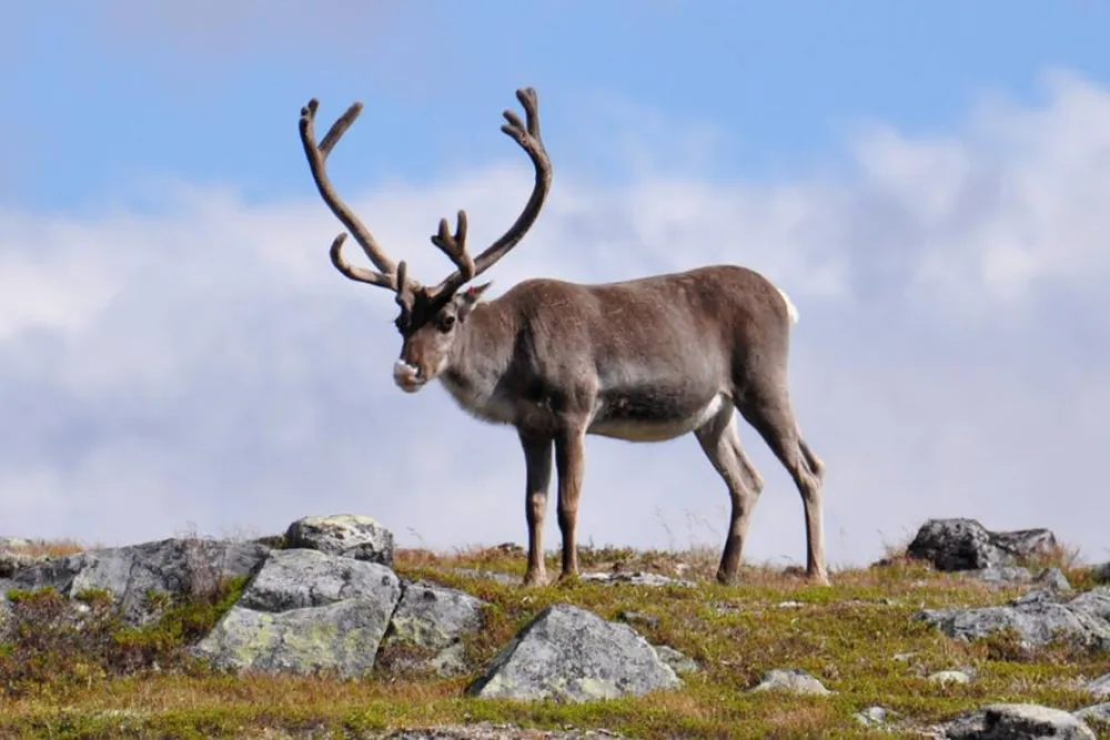 Galå Fjällgård - Camping