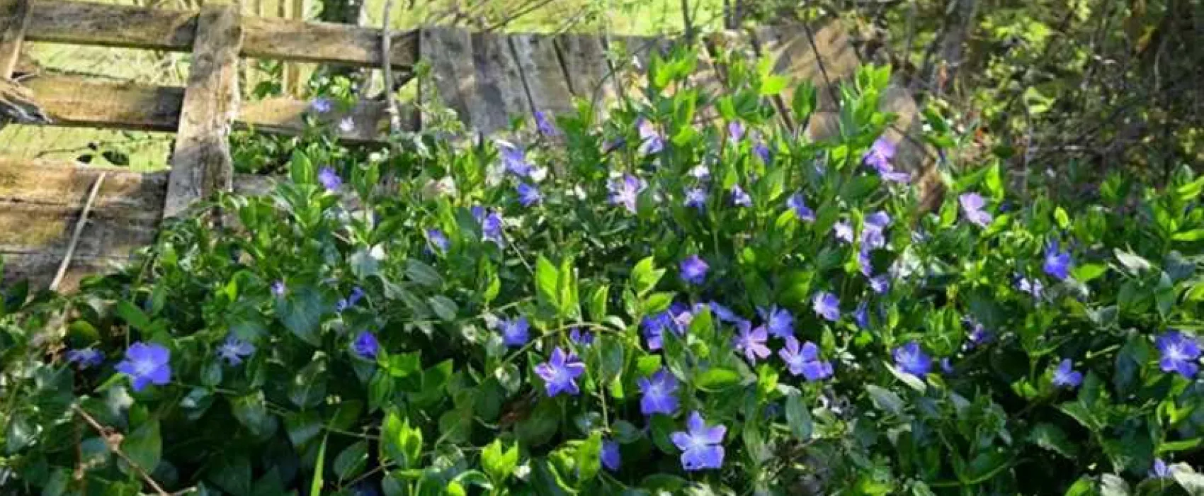 Harmony Wood Naturist Campsite Certificated Site