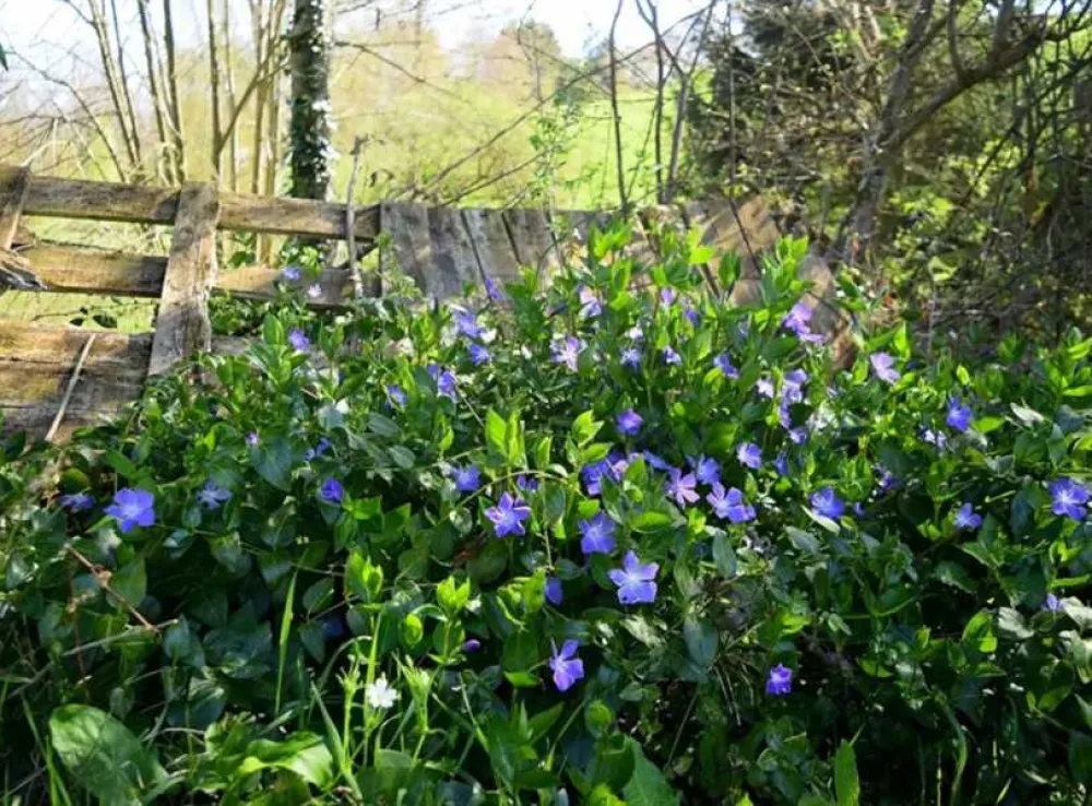 Harmony Wood Naturist Campsite Certificated Site