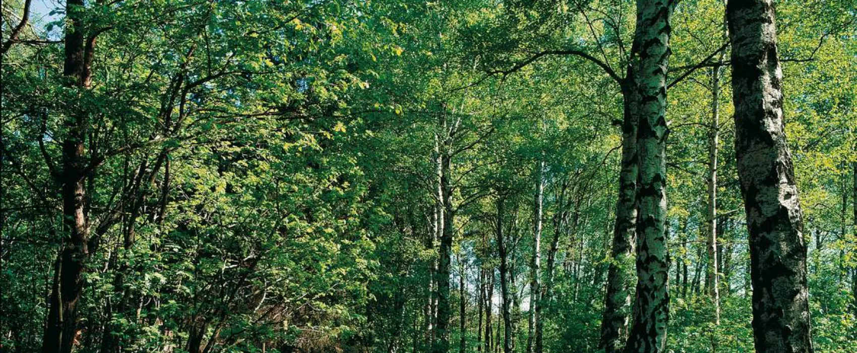 Lisebergs Camping Delsjön