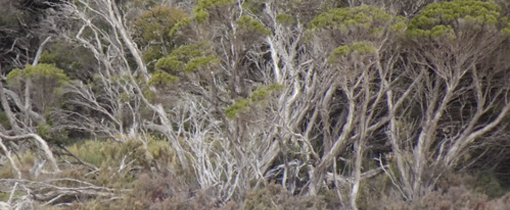 Loop Road Campground