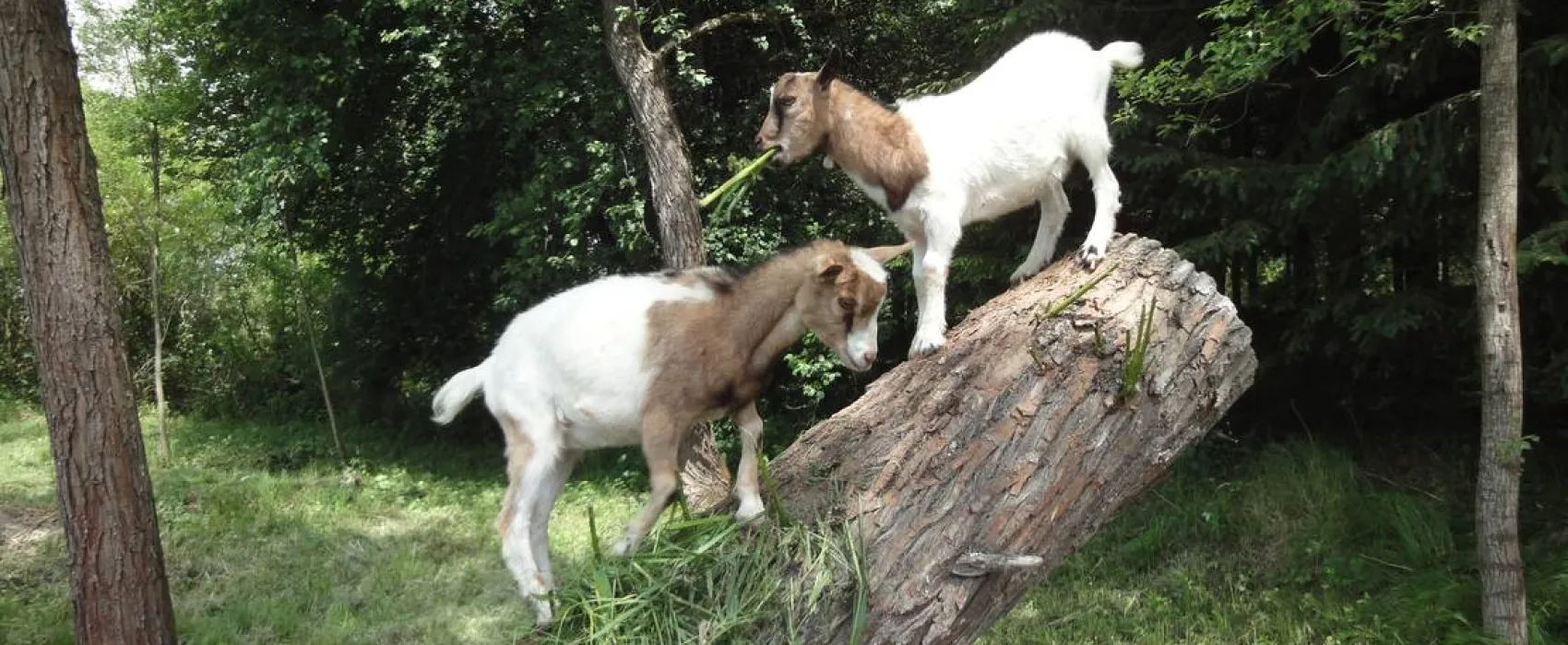 Kanak - kemp Branná