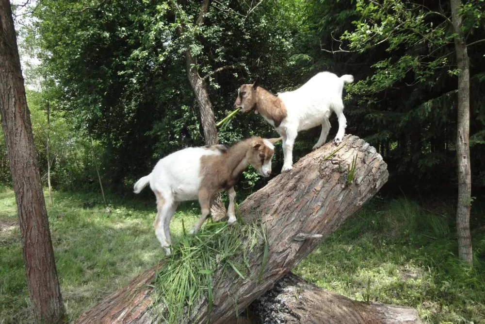 Kanak - kemp Branná